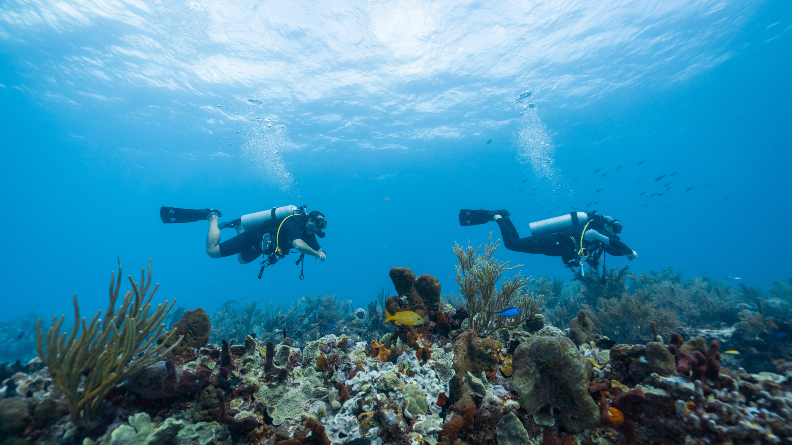 What is Bottom Time when Scuba Diving? DiverTown